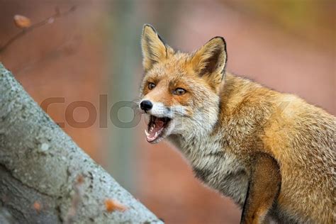 olx red fox